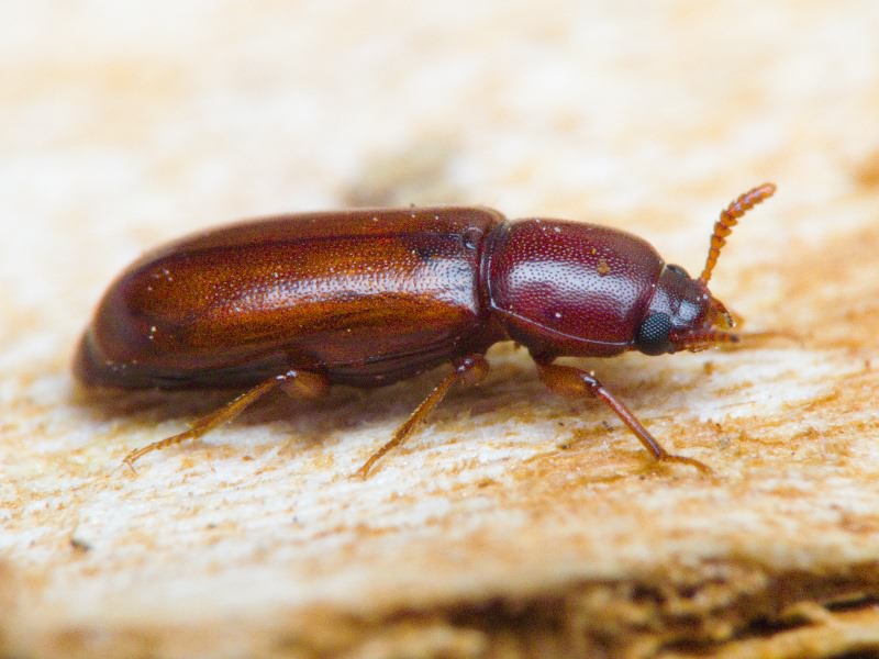 Corticeus pini Panzer, 1799